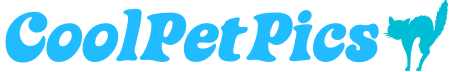 coolpetpics.com